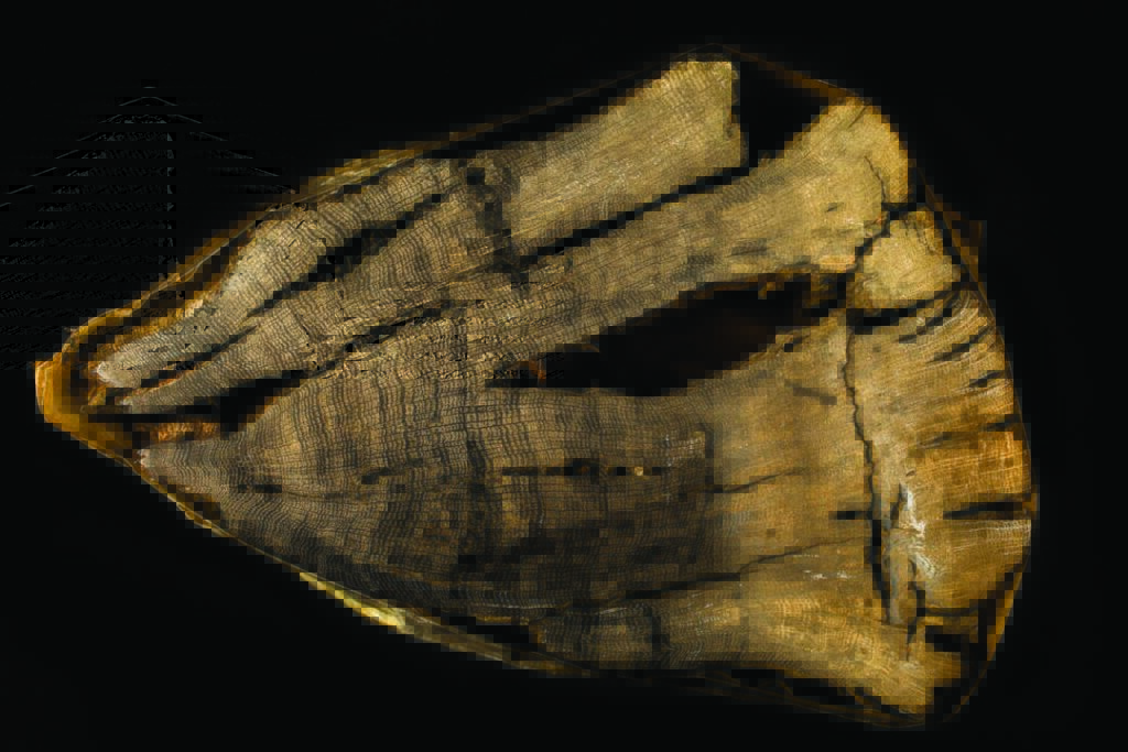 Footage Of Mu's Tree Ring Lab