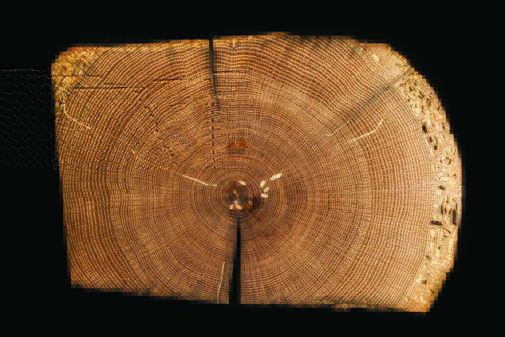 Footage Of Mu's Tree Ring Lab